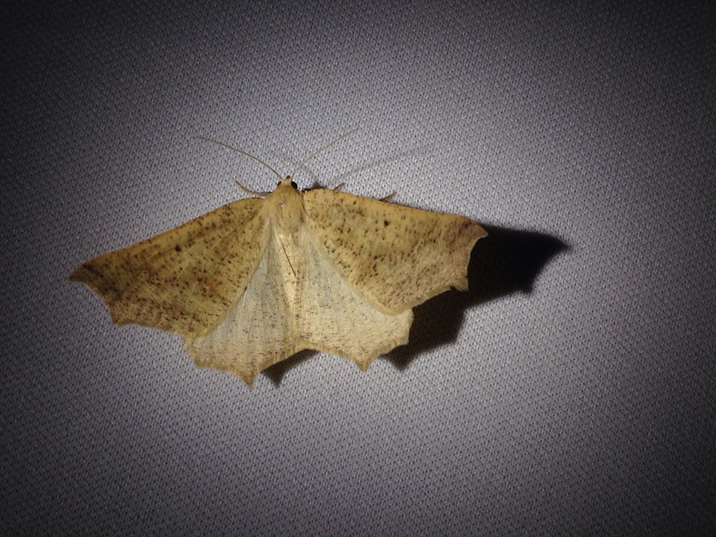 シャクガ科 (Geometridae)