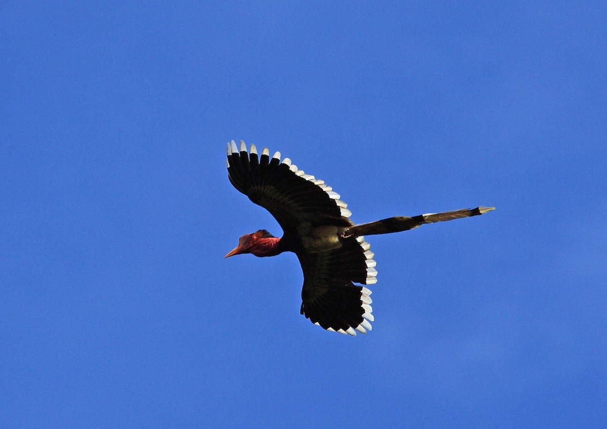 Helmeted Hornbill (Rhinoplax)