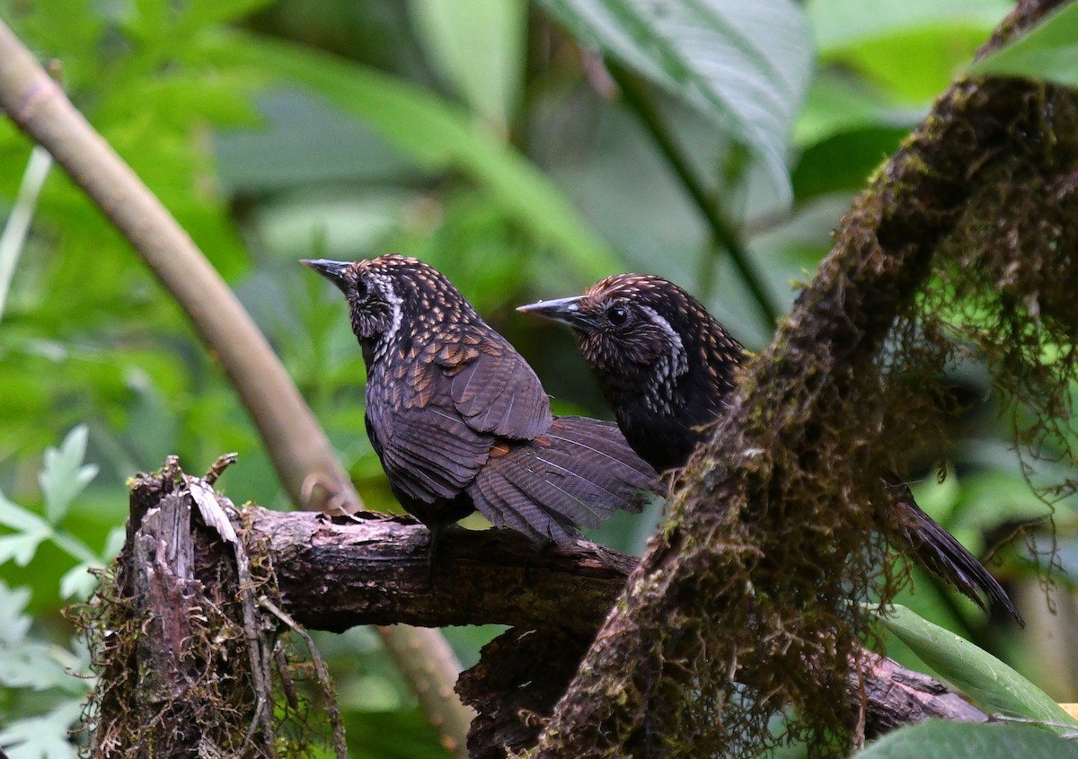 Tagarela-de-peito-negro (Stachyris humei)