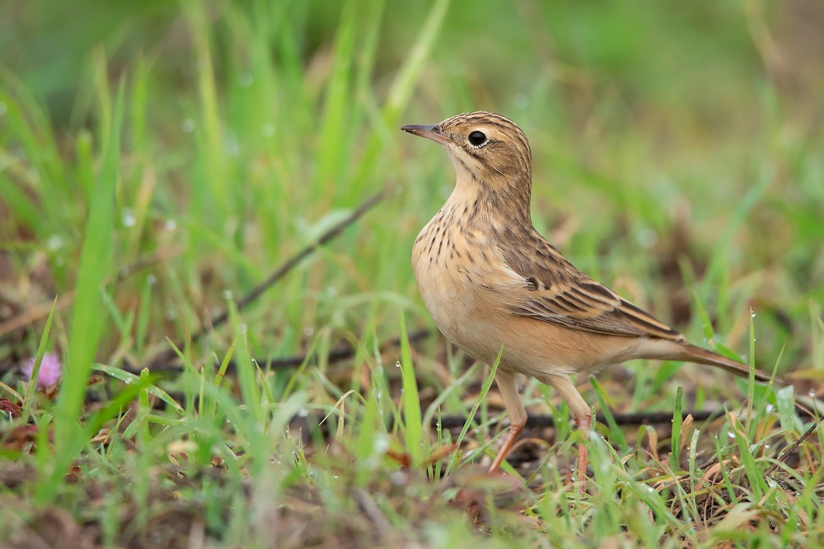 Blyth's Pipit (Anthus godlewskii)