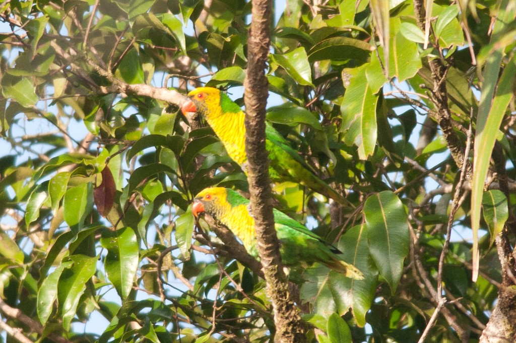 黃綠吸蜜鸚鵡 (Saudareos flavoviridis)