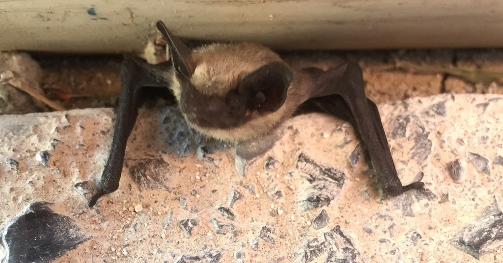 Canyon bat (Parastrellus)