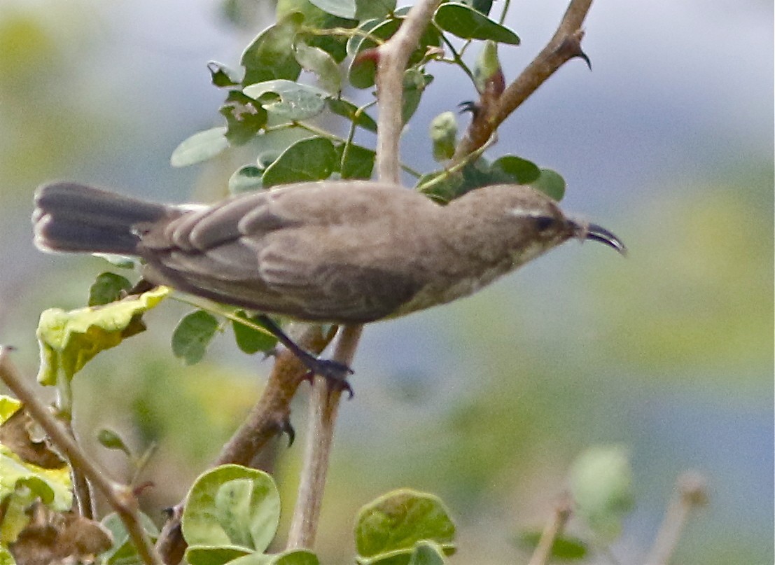 Eastern Violet-backed Sunbird