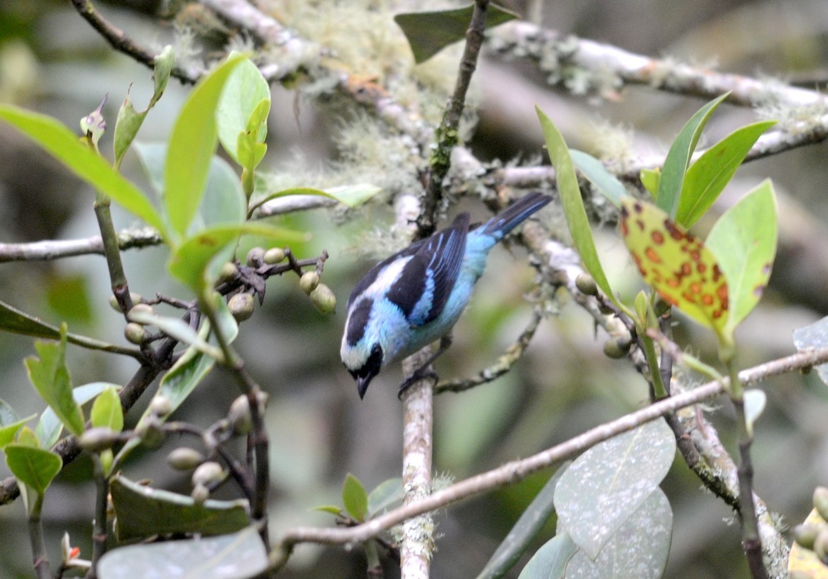 Schwarznackentangare (Tangara labradorides) Picture Bird