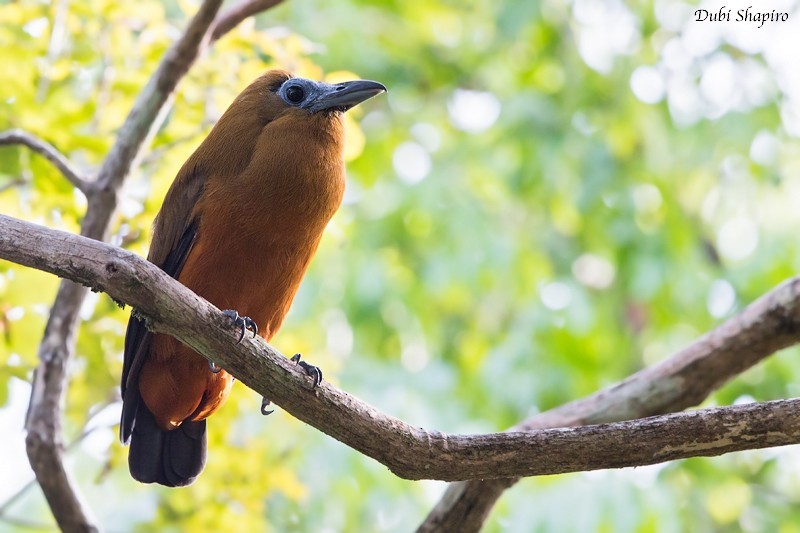 Птица-капуцин (Perissocephalus tricolor)