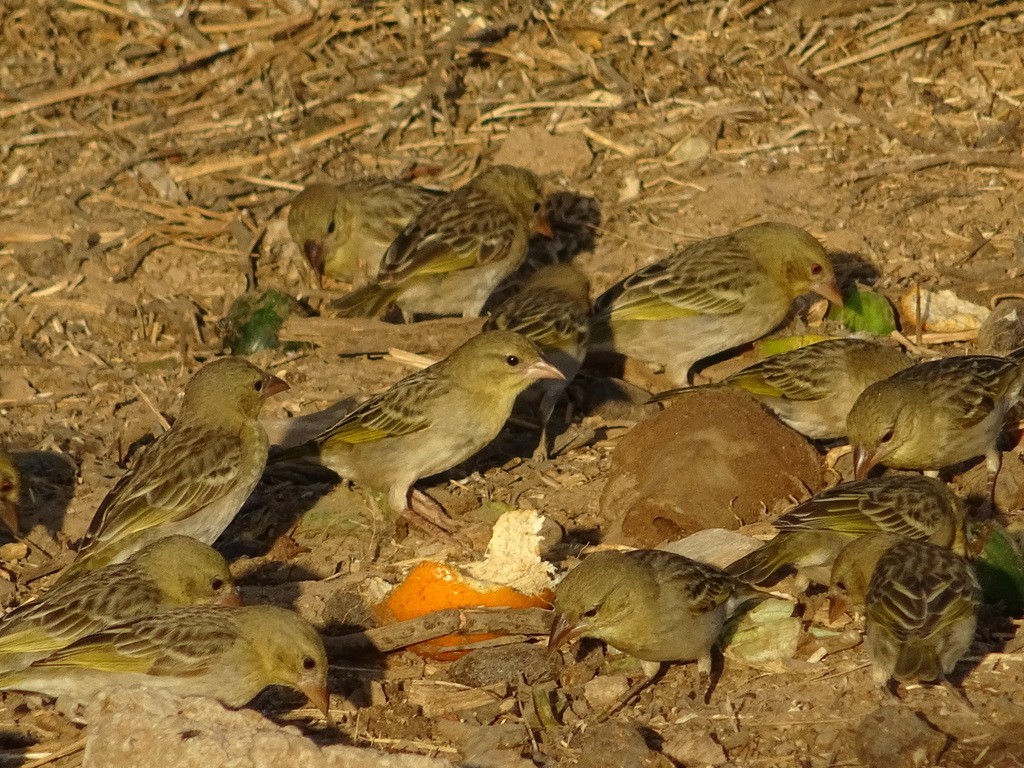 Rüppell's Weaver