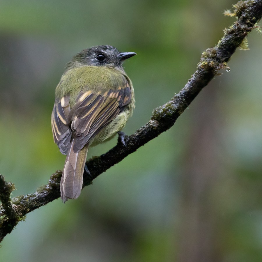 Orelheiro-inca (Leptopogon taczanowskii)