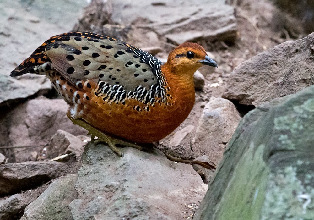 鏽紅林鷓鴣 (Caloperdix oculeus)