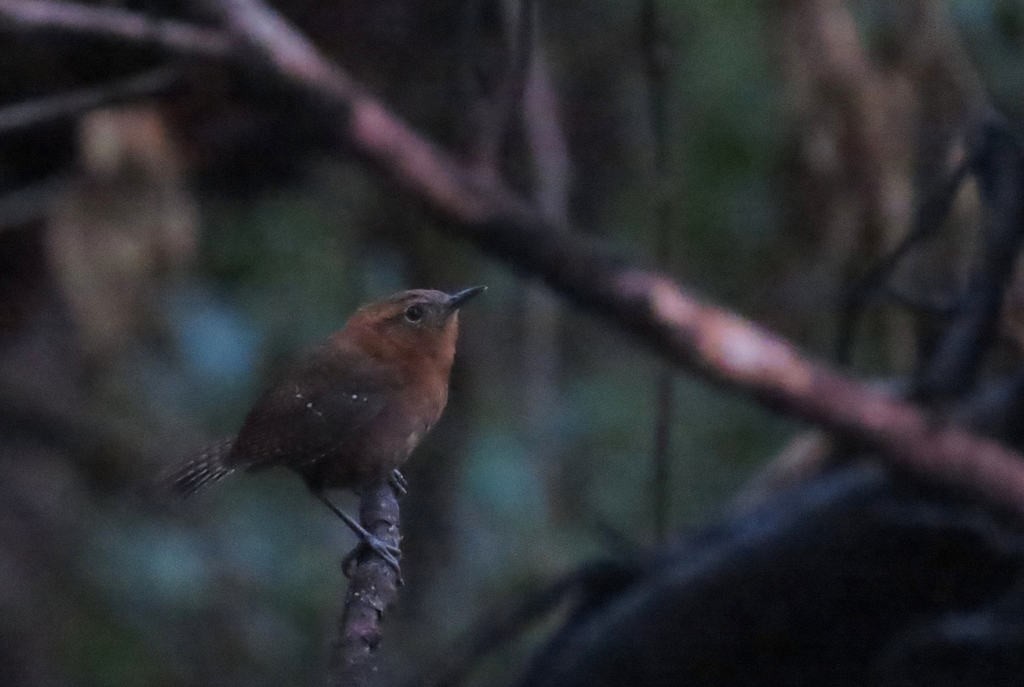 Rufous-browed Wren