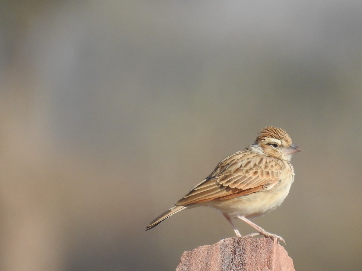 Singing Bush Lark (Mirafra cantillans)