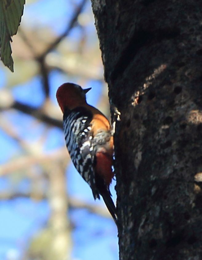 Hypopicus (Hypopicus)