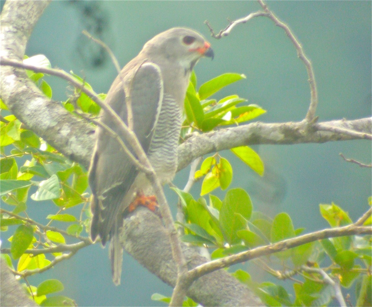 Lizard Buzzard