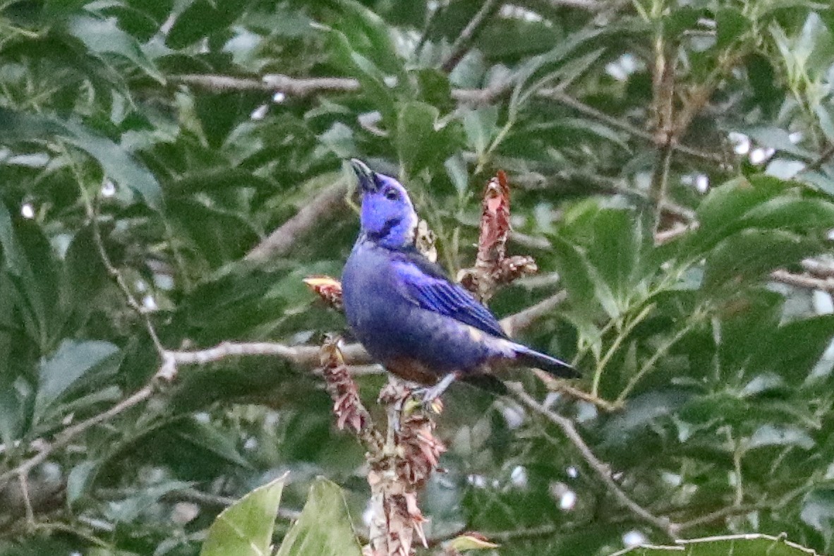 Opaalstuittangare (Tangara velia)