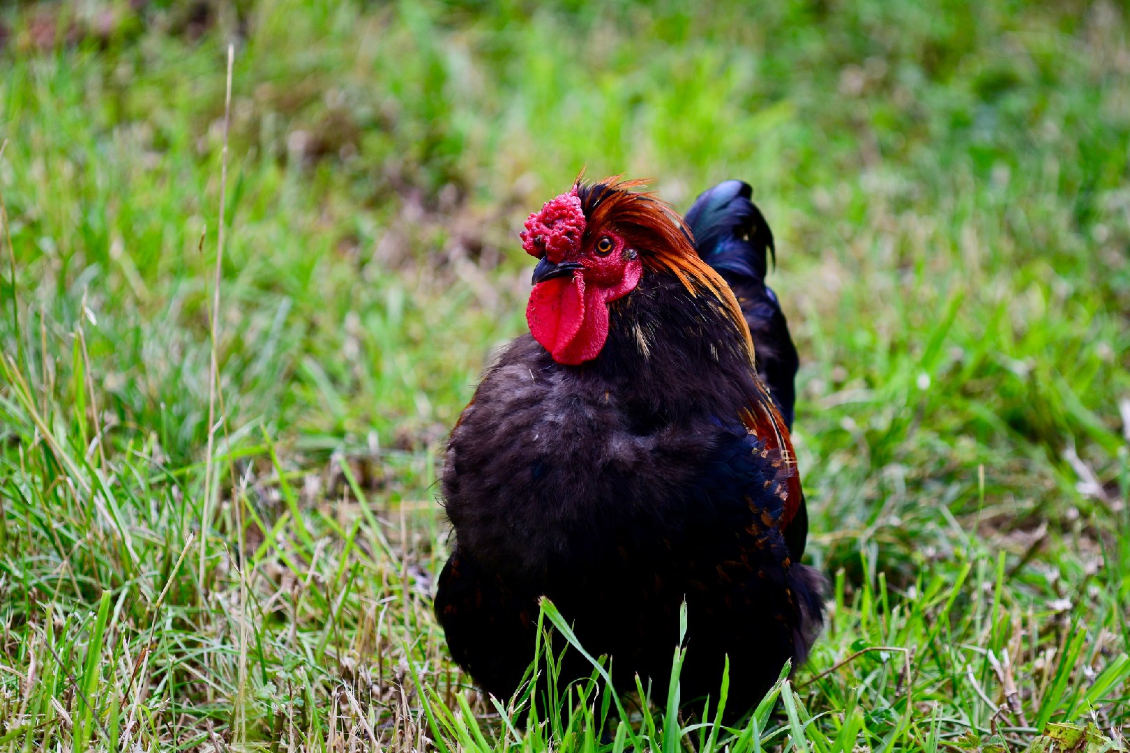 Gallus gallus domesticus 'Derbyshire Redcap' (Gallus gallus domesticus 'Derbyshire Redcap')