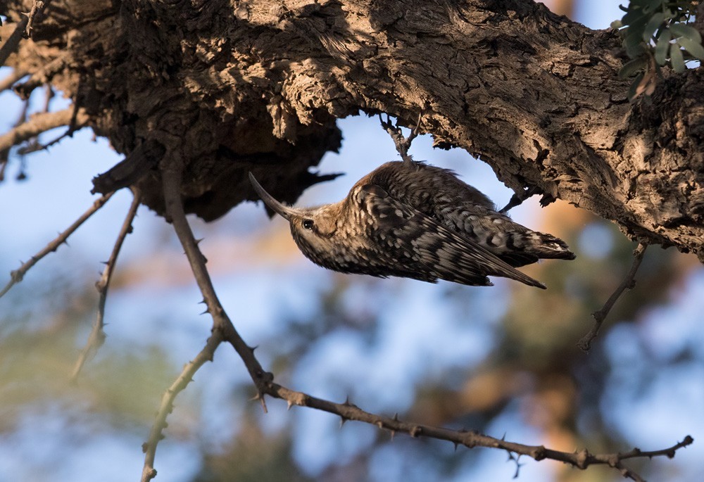 斑點旋木雀 (Salpornis spilonota)