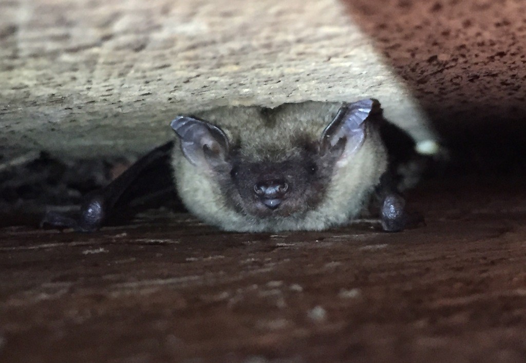 Evening bats (Nycticeius)