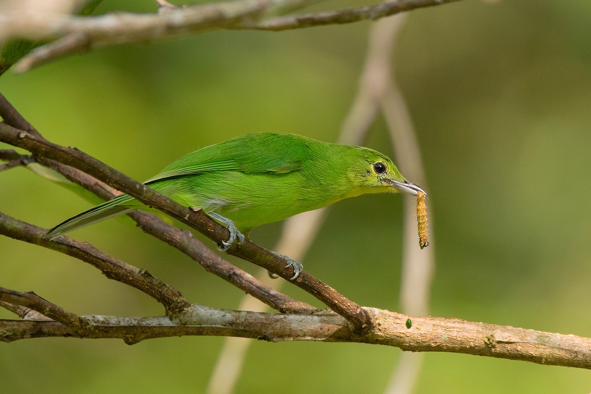 Lesser Green Leafbird (Chloropsis cyanopogon)