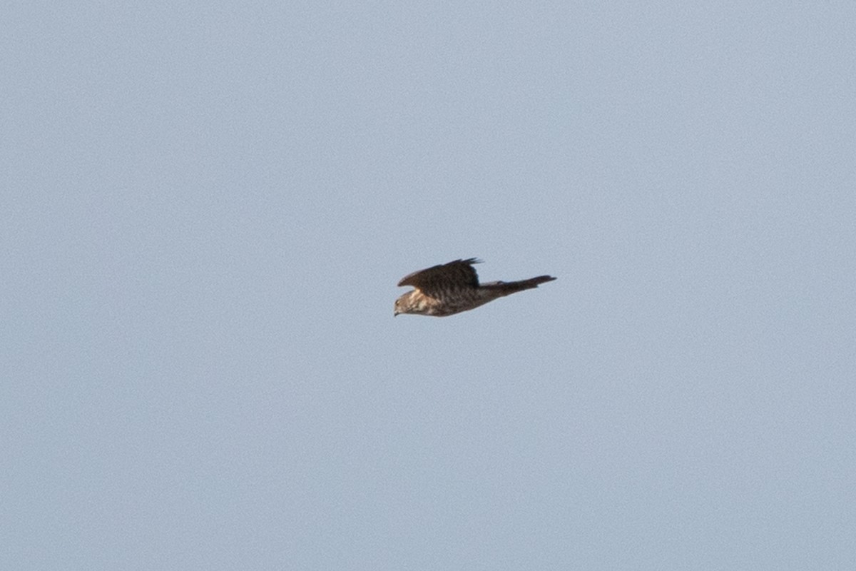 Japanese Sparrowhawk
