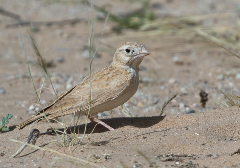 Dunns Leeuwerik (Eremalauda dunni)