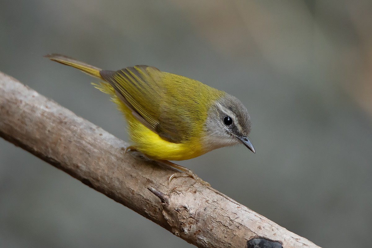 マミジロムシクイ (Abroscopus superciliaris)