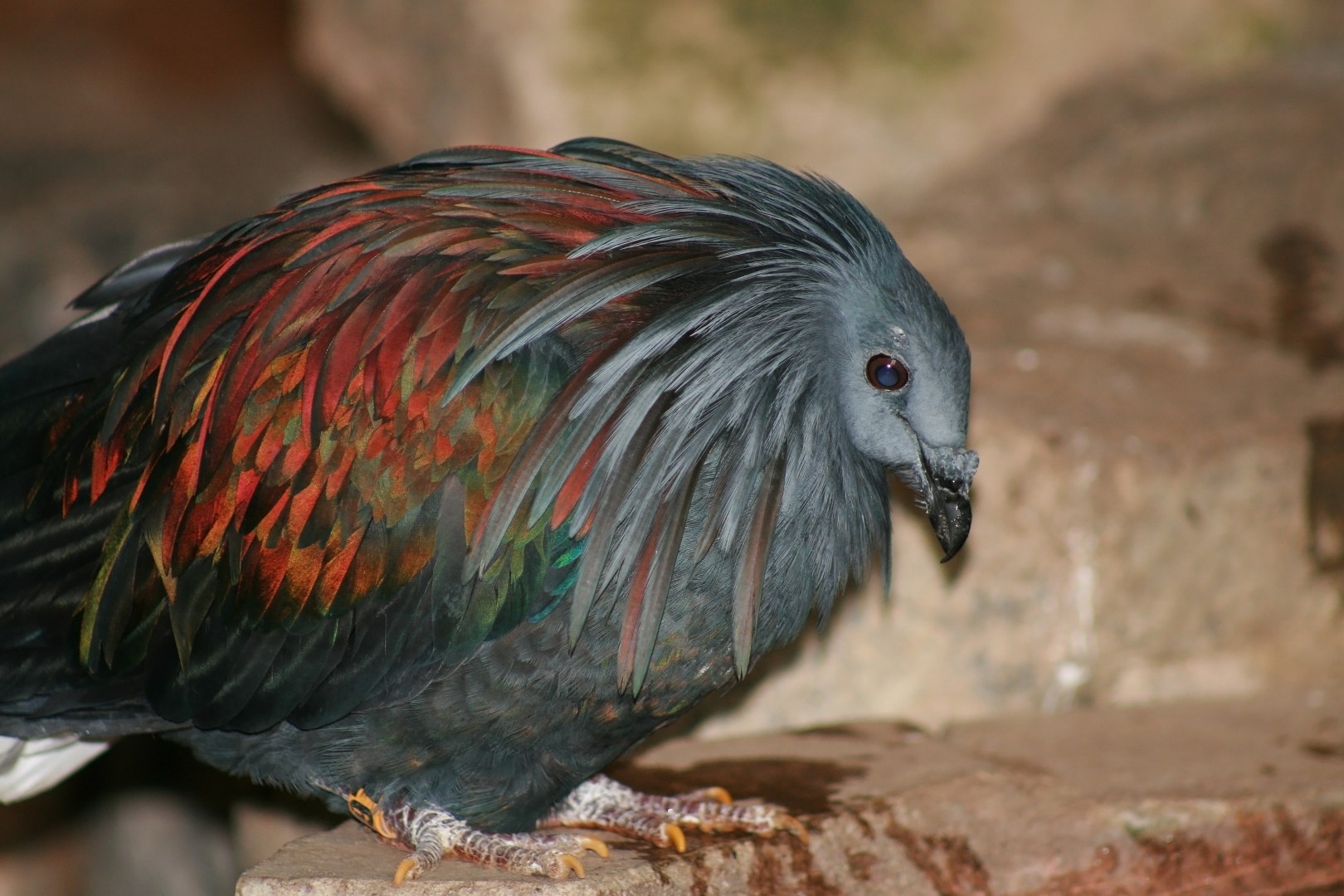 Pombo-vulturino (Caloenas nicobarica)