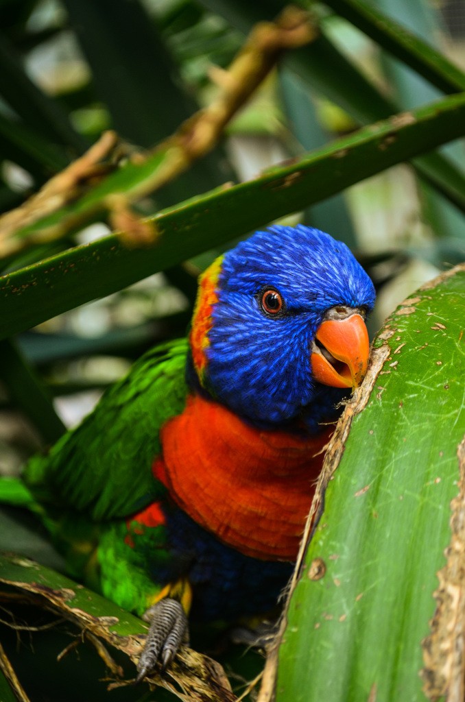 Lori cuellirrojo (Trichoglossus rubritorquis)