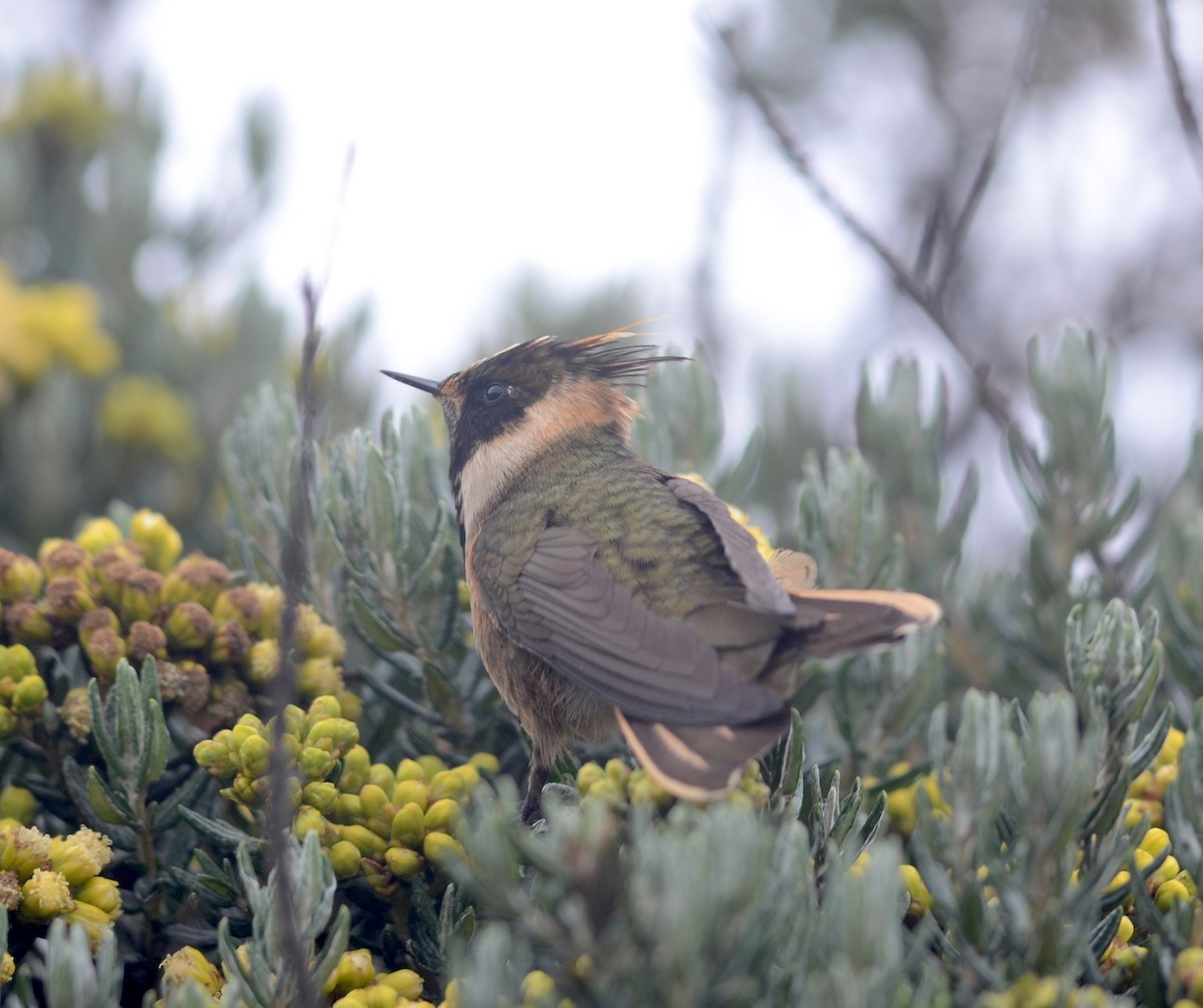Oxypogon (Oxypogon) Picture Bird