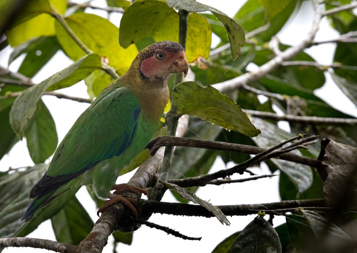 Розовощёкий украшенный попугай (Pyrilia pulchra)