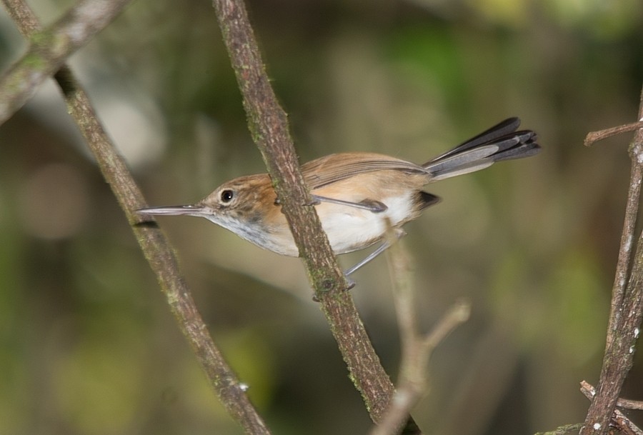 Ramphocaenus (Ramphocaenus)