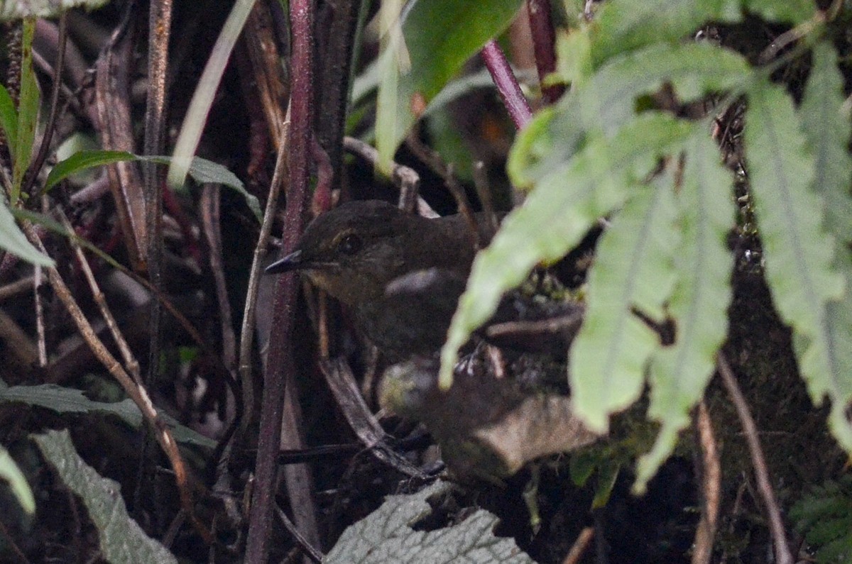 Zarzalero colilargo (Locustella caudata)