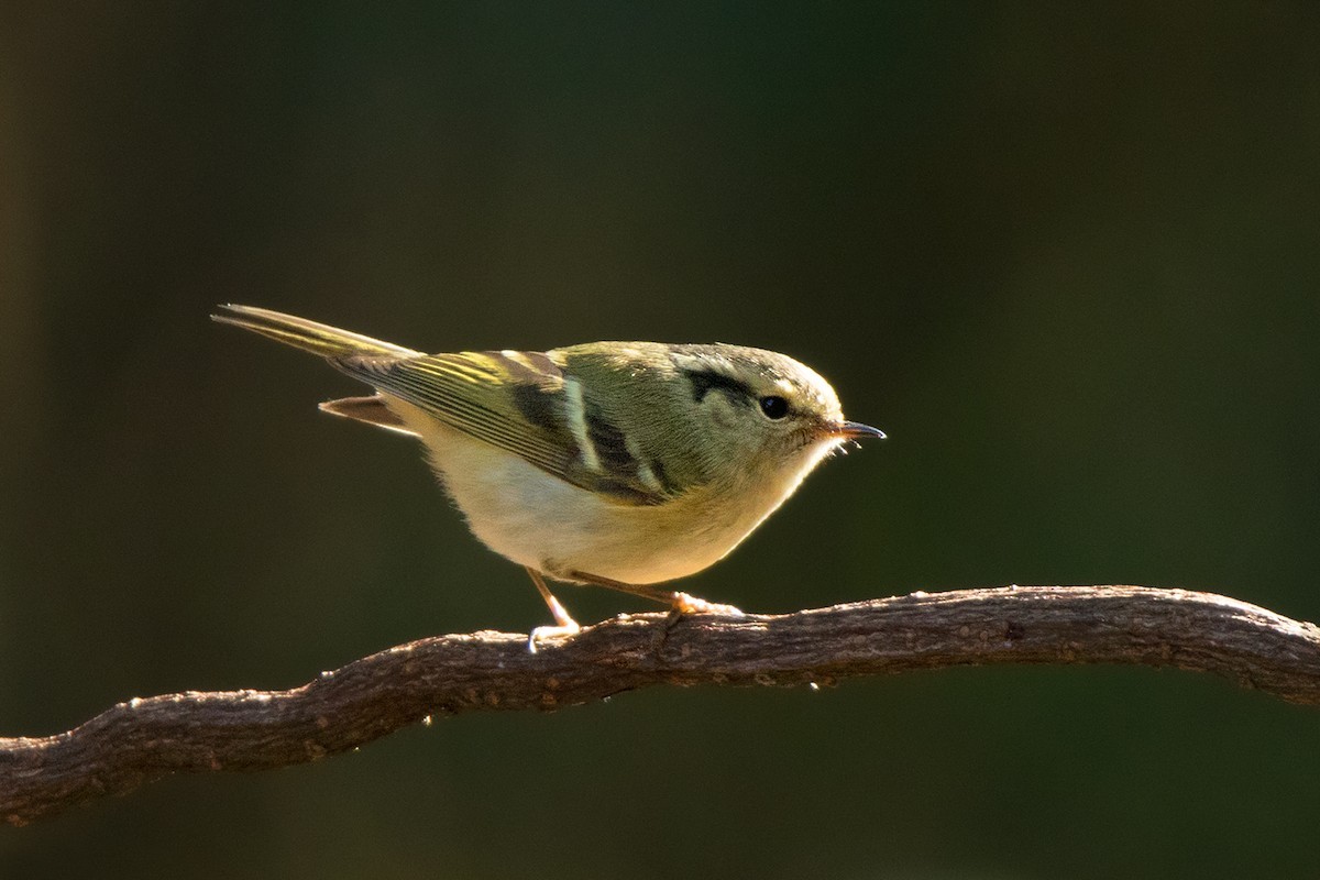 Pouillot du Lijiang (Phylloscopus forresti)