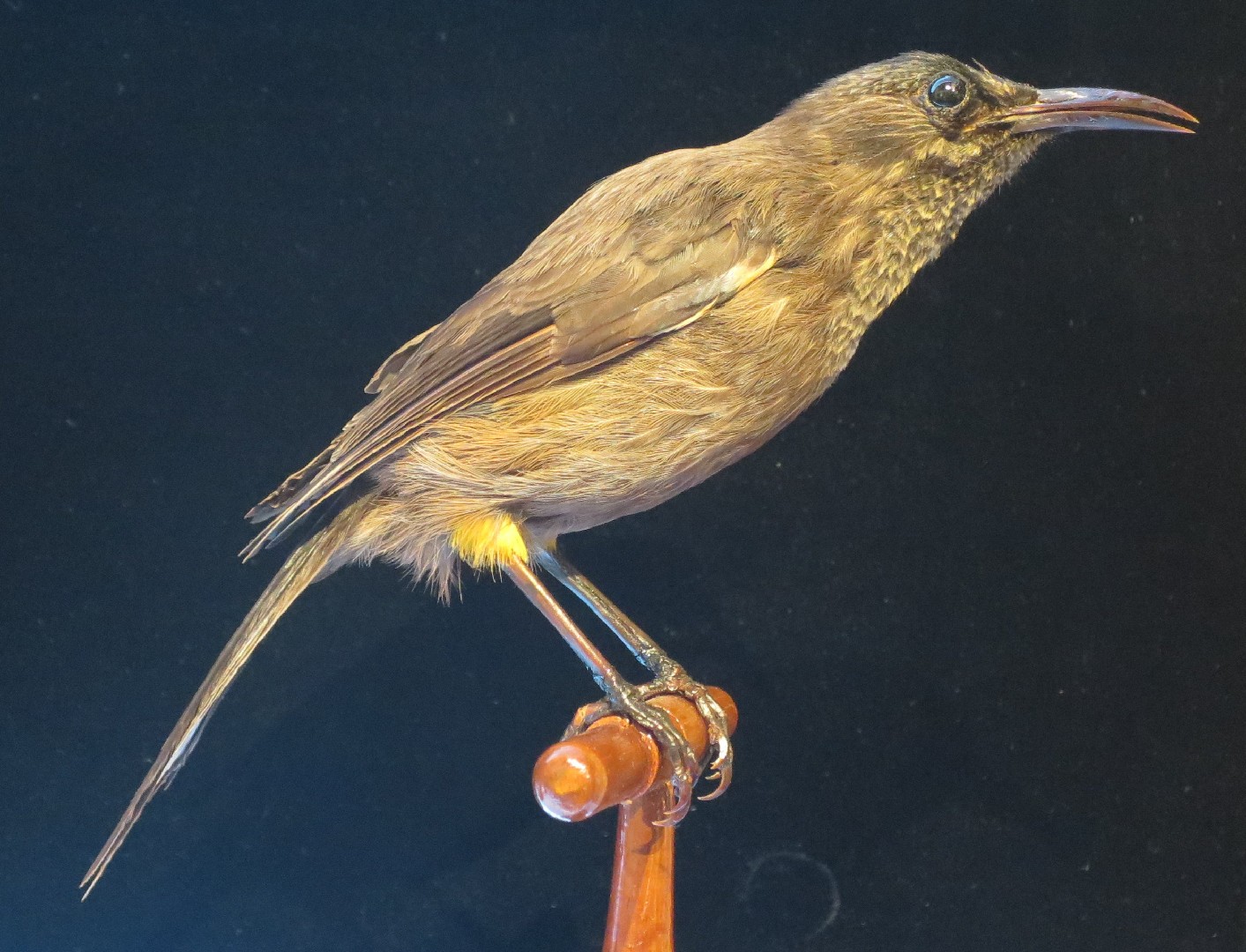 Oo de Kauai (Moho braccatus)