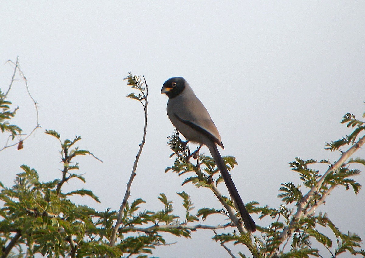 黑頭盤尾樹鵲 (Crypsirina cucullata)