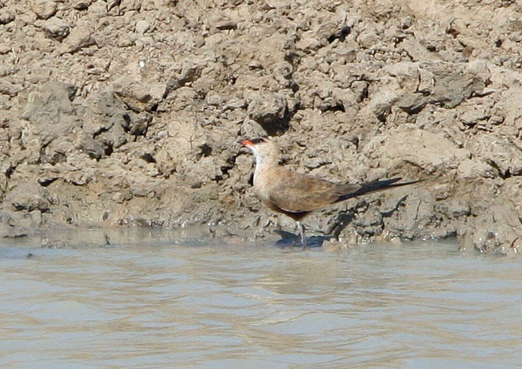 Australian Pratincole (Stiltia)