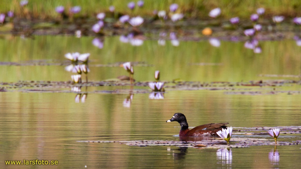 Canard de Hartlaub (Pteronetta hartlaubii)