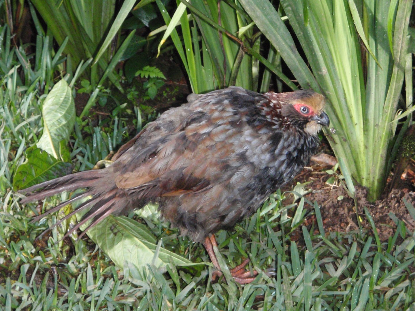 Wood partridges (Dendrortyx)