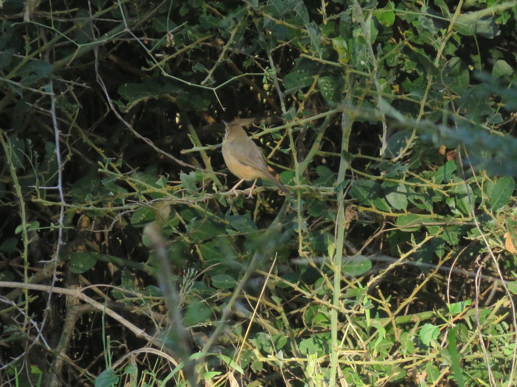 Red-faced Cisticola