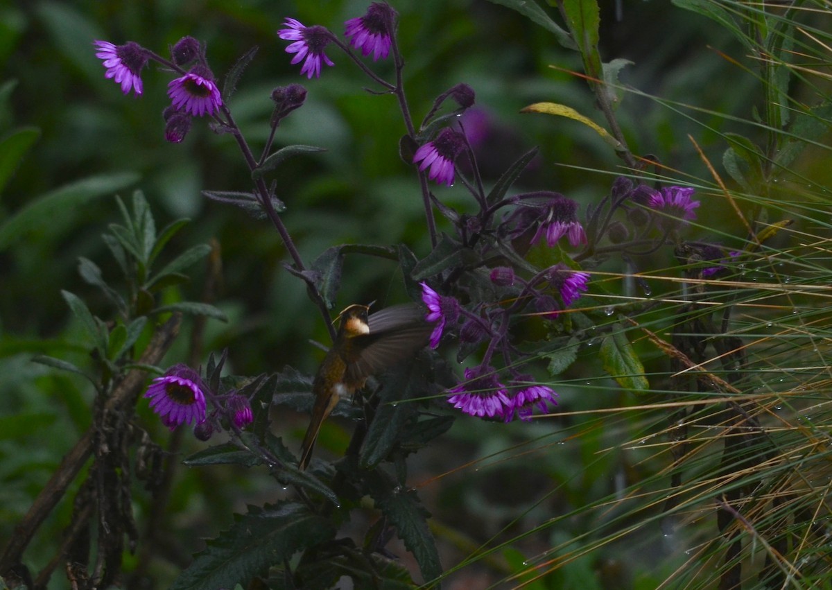 Oxypogon (Oxypogon)