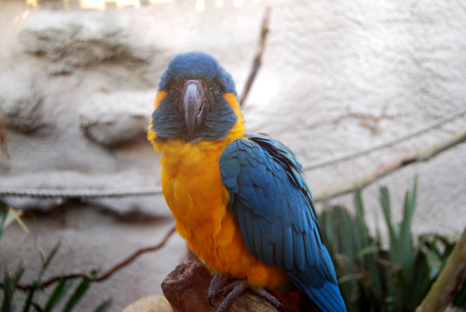 Blue-throated Macaw (Ara glaucogularis)