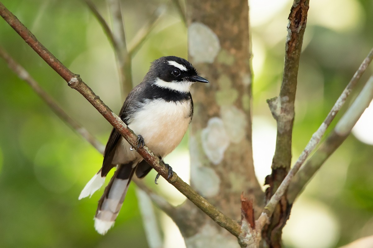 Philippinenfächerschwanz (Rhipidura nigritorquis)