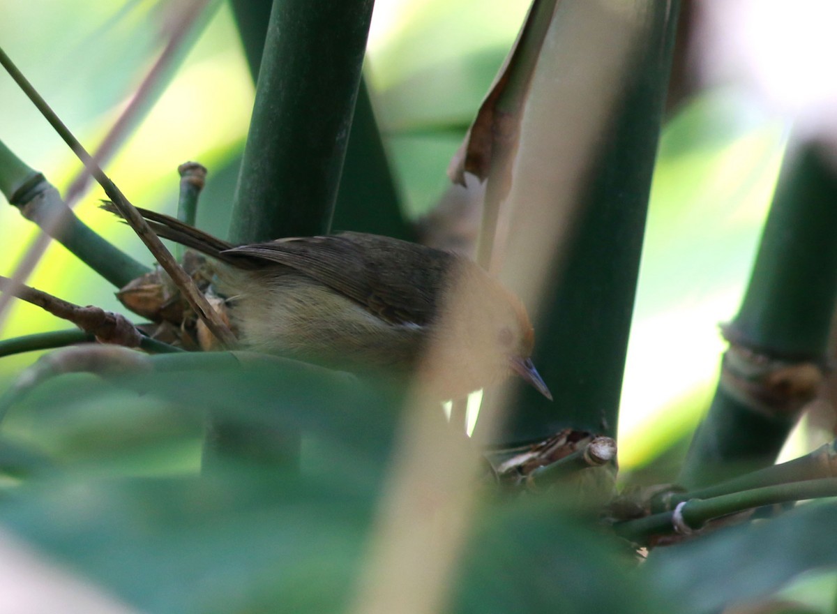 Haringtonbuschtimalie (Cyanoderma ambiguum)