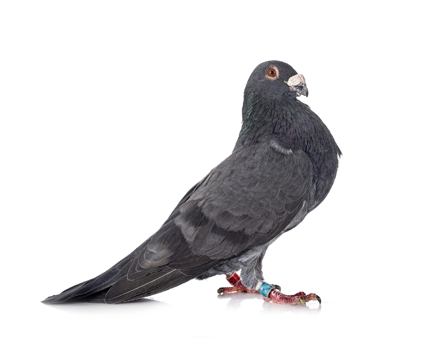 Columba livia domesticus 'French Pouter' (Columba livia domesticus 'French Pouter')