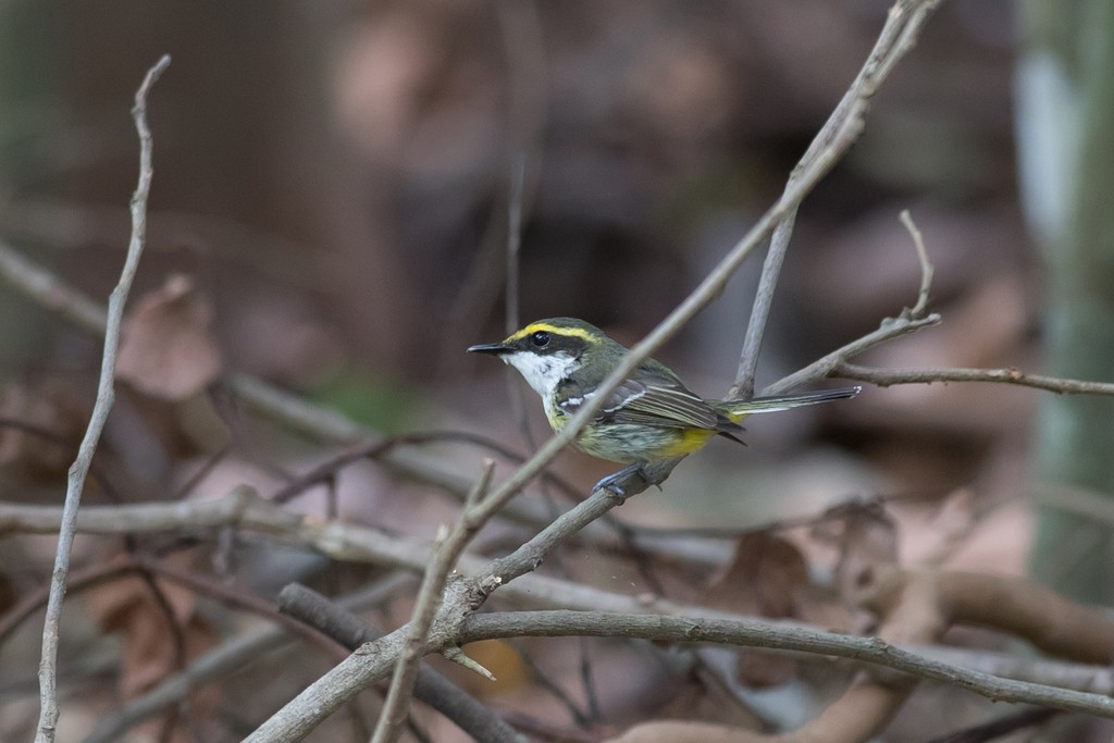 Boatbills (Machaerirhynchus)