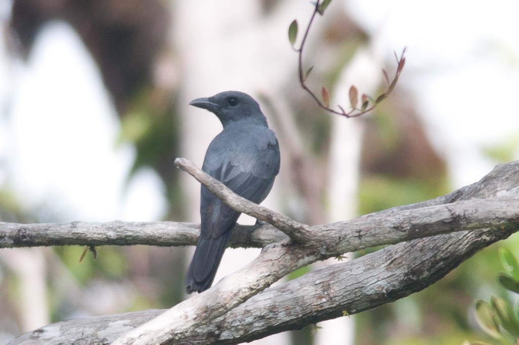 Oruguero pizarroso (Coracina schistacea) Picture Bird