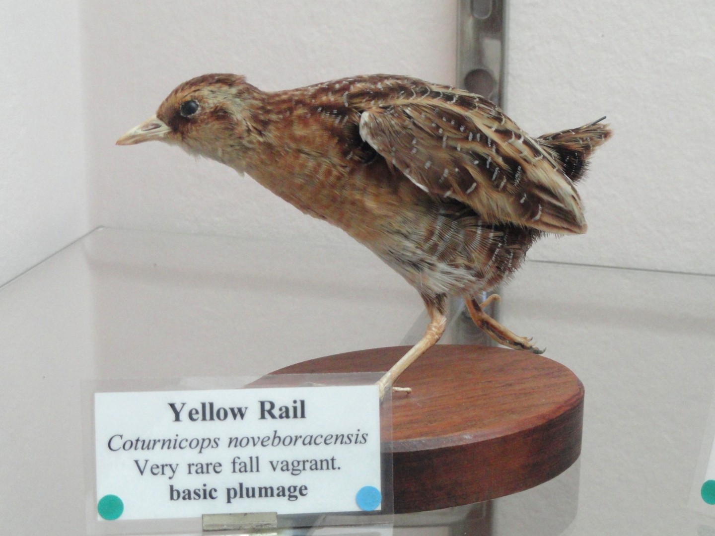 Yellow Rail (Coturnicops noveboracensis)