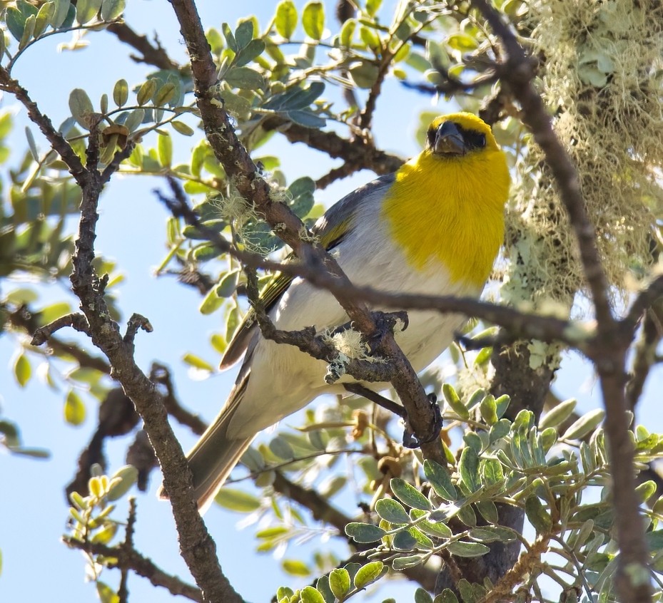 Palilas (Loxioides)