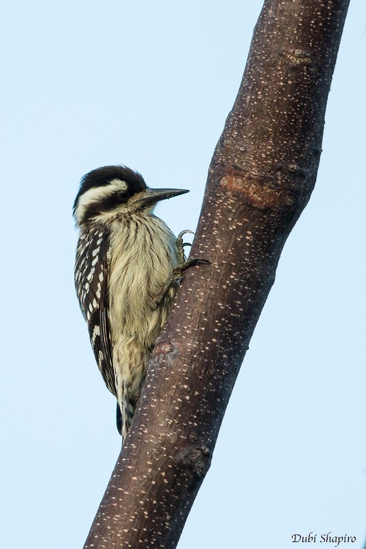 Sunda Pygmy Woodpecker
