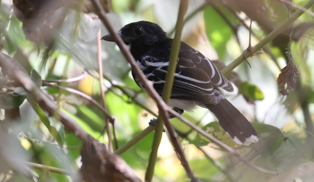 Batará dorsinegro (Thamnophilus melanonotus)