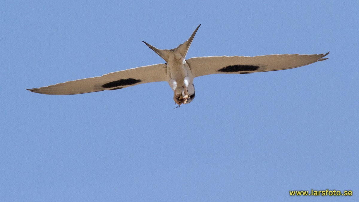 Scissor-tailed Kite (Chelictinia riocourii)