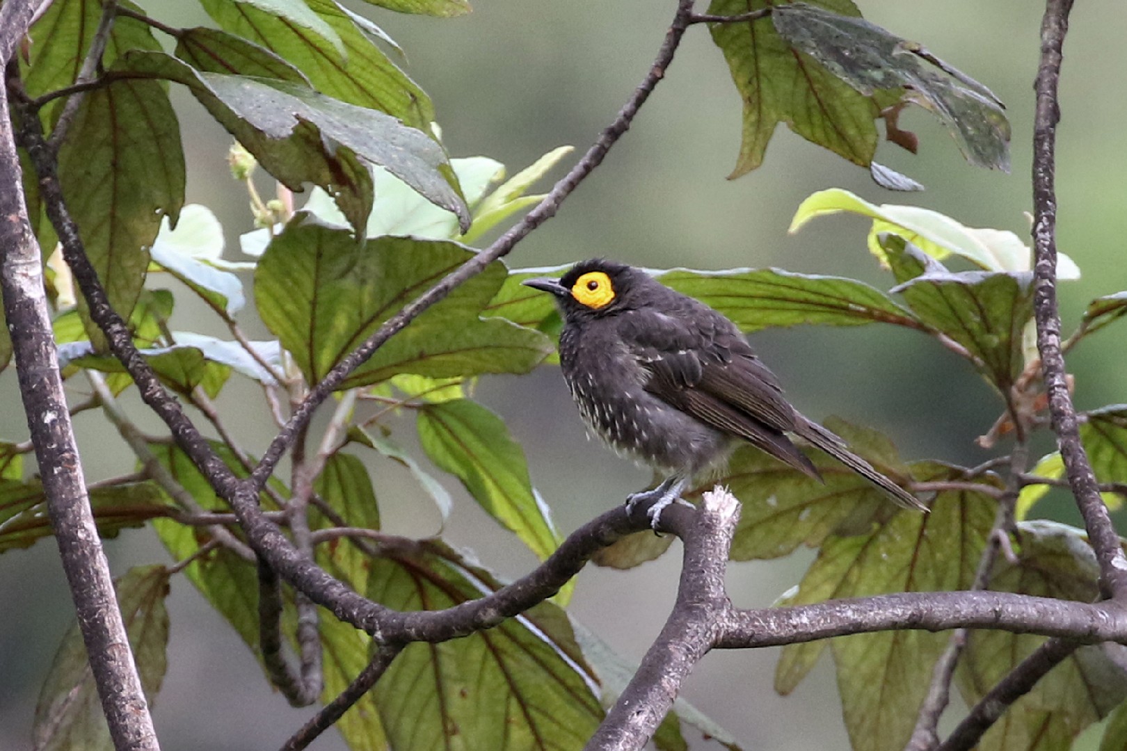 Smoky honeyeaters and allies (Melipotes)